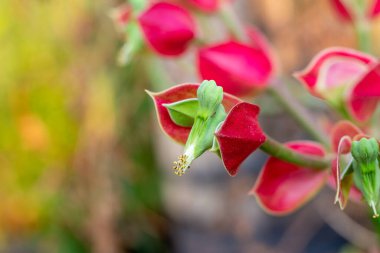 Bahçede terlik ya da Euphorbia brakteata Jacq yetişiyor.