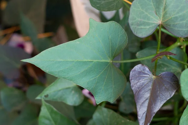 Листья Сладкого Картофеля Полях Зеленые Процветают — стоковое фото