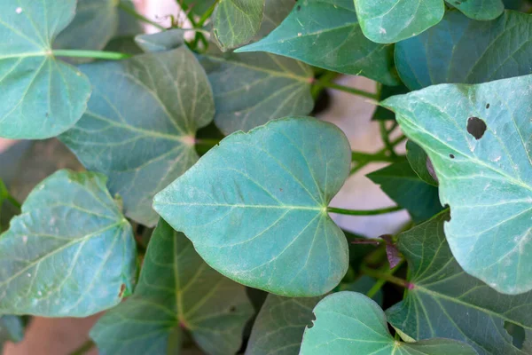 Листья Сладкого Картофеля Полях Зеленые Процветают — стоковое фото