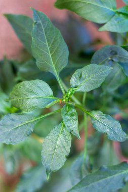 Yeşil kırmızı biber, üstten al.