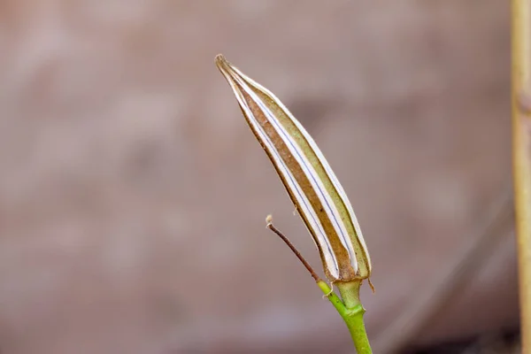 Foto Close Okra Pod Maturo Asciutto Sulla Pianta Salvare Semi Foto Stock