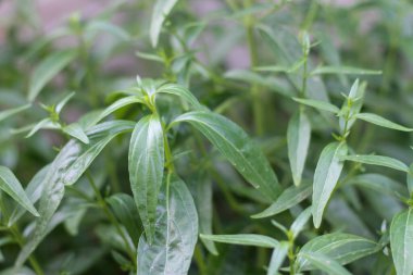 Ve paniklemenin yaprakları yeşil.