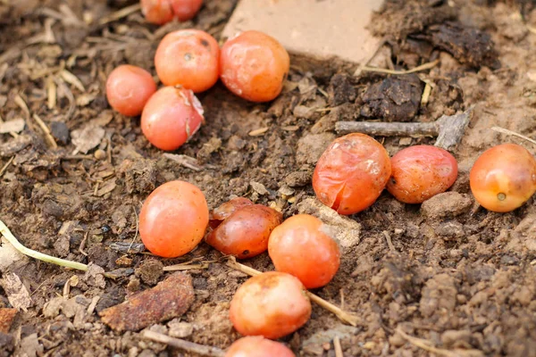 Rotten tomatoes are dropped into the ground in the garden to allow the seeds to germinate.