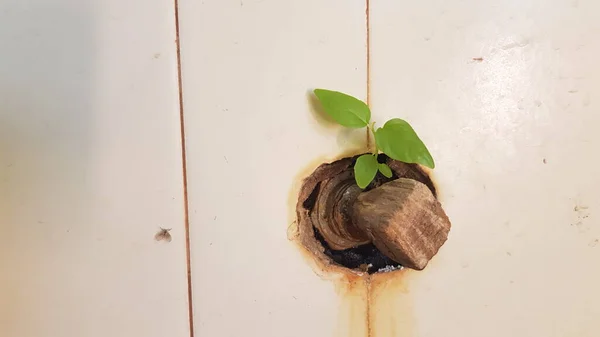 Las Plantas Jóvenes Están Tratando Crecer Partir Grieta Pared Azulejos — Foto de Stock