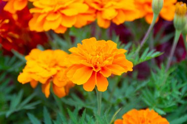 Arka bahçeden parlak sarı kadife çiçekleri