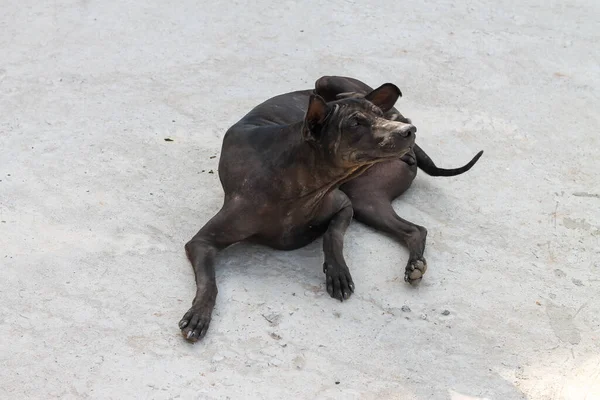 Perro Negro Arañándose Las Orejas Porque Pica — Foto de Stock