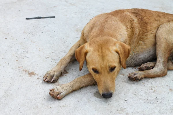白いセメントの床に寝そべっている茶色の犬 — ストック写真