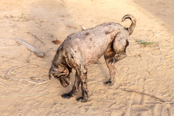 黒い犬はかゆみで体を掻いていた 黒い犬はハンセン病で — ストック写真