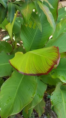 Doğal ormanlarda kırmızı yapraklı yeşil yapraklar..