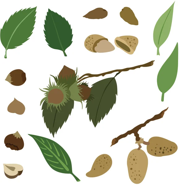 Çeşitli fındıkların vektör çizimi