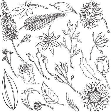 vektör çizim değişik çiçek