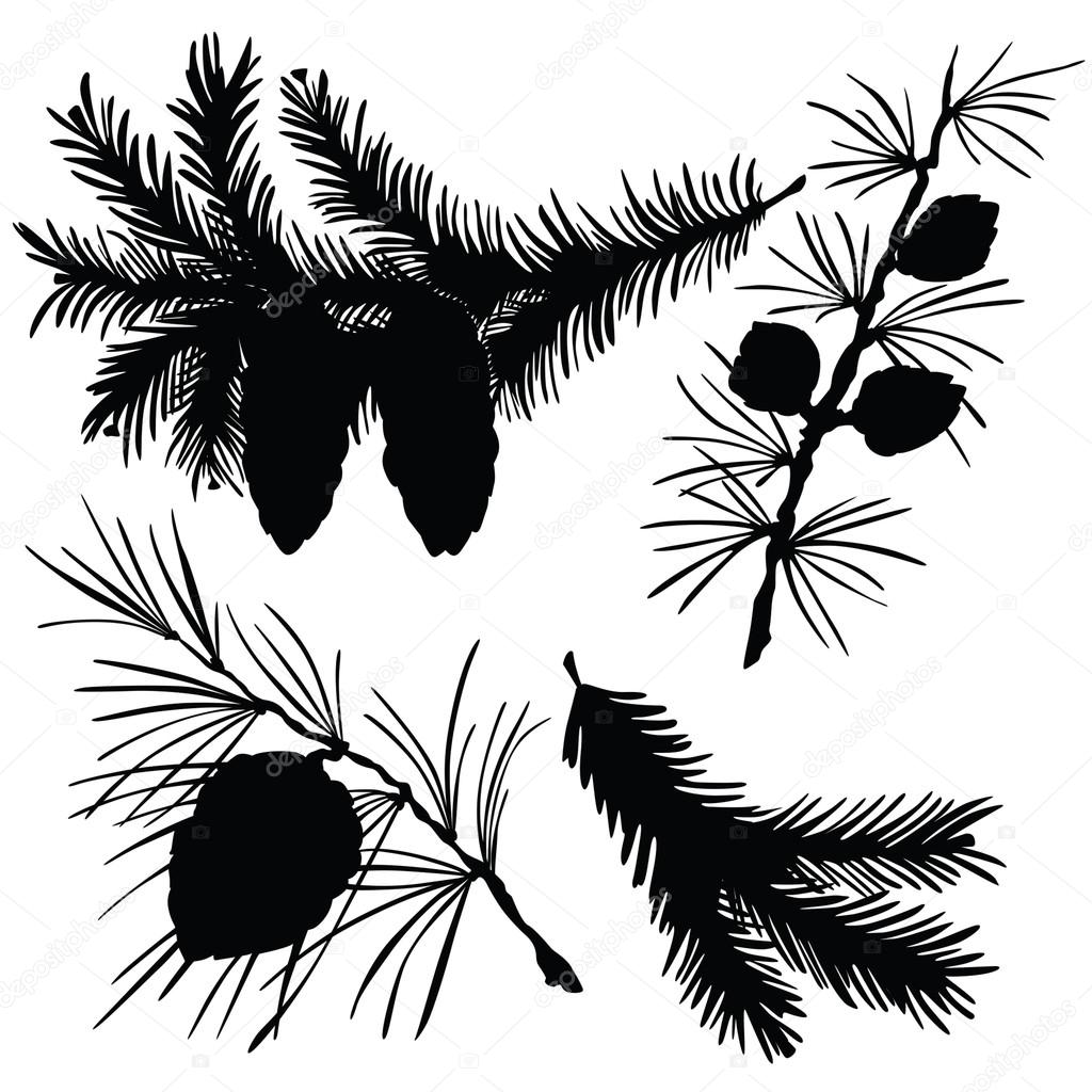 Vector illustration of silhouettes of fir branches