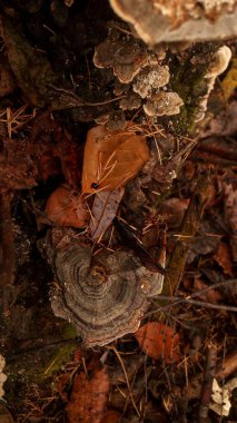 Karaçam ağaçlarının yakınındaki Bjerkandera adusta