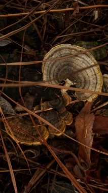 Karaçam ağaçlarının yakınındaki Bjerkandera adusta