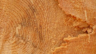 Yakın plan kesilmiş bir ağacın dokusu