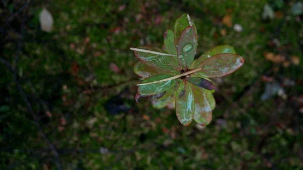 Πράσινο Μπους Μετά Βροχή Στο Δάσος — Φωτογραφία Αρχείου