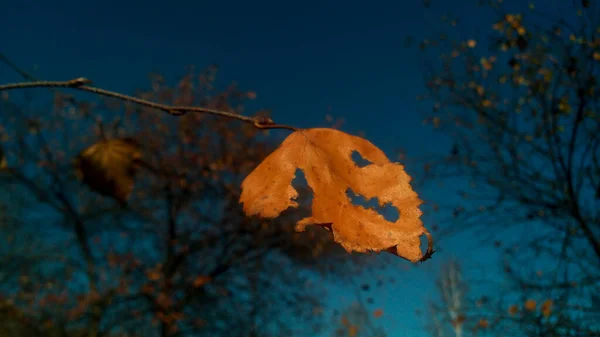 Herbst Birkenblatt Auf Einem Ast Groß Gegen Den Himmel — Stockfoto