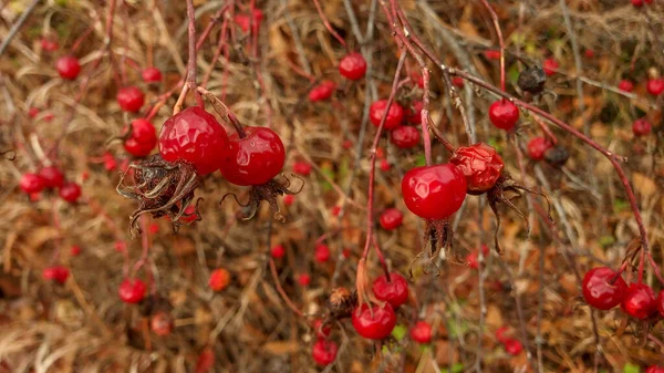 Berries Dari Pinggul Mawar Musim Gugur Tanpa Daun — Stok Foto