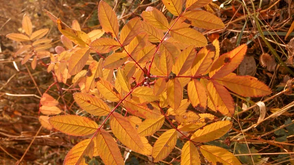 Autumn Rose Bush Fall — Stock Photo, Image