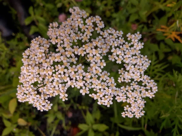 Yarrow Flores Fechar Como Fundo — Fotografia de Stock