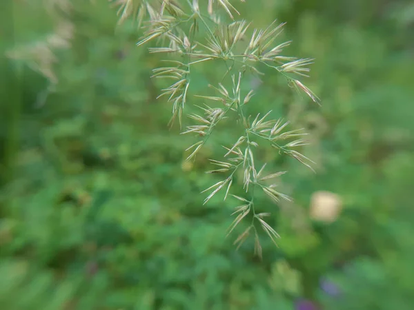 Topo Uma Macro Planta Sem Peso — Fotografia de Stock