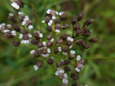 Achillea Millefolium Sonbahar solmuş makro