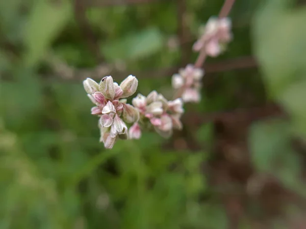 Macro Flor Pequena Close — Fotografia de Stock