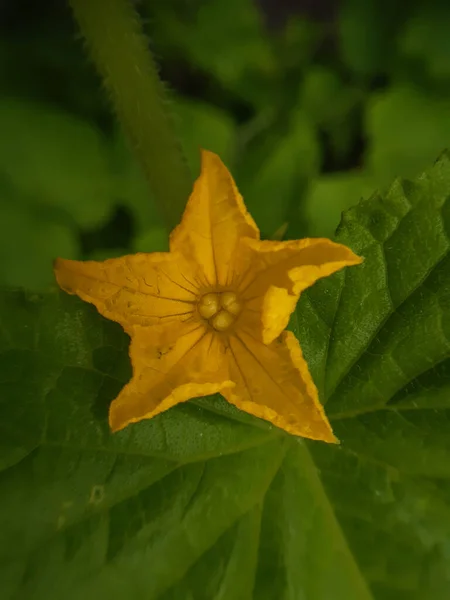 Cucumis Sativus Kwitnie Żółtym Kwiatem — Zdjęcie stockowe