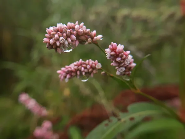 Sementes Cor Rosa Pequenas Flores Após Chuva — Fotografia de Stock