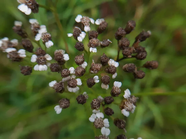 Achillea Millefolium Outono Desapareceu Macro — Fotografia de Stock