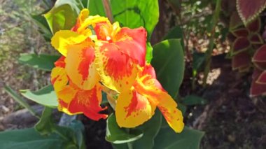 Combinancin de dos colores en una gran flor