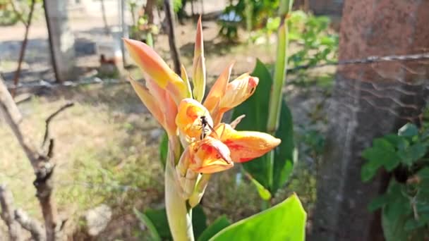 Flor Color Naranja Medio Jardn Rural — стоковое видео