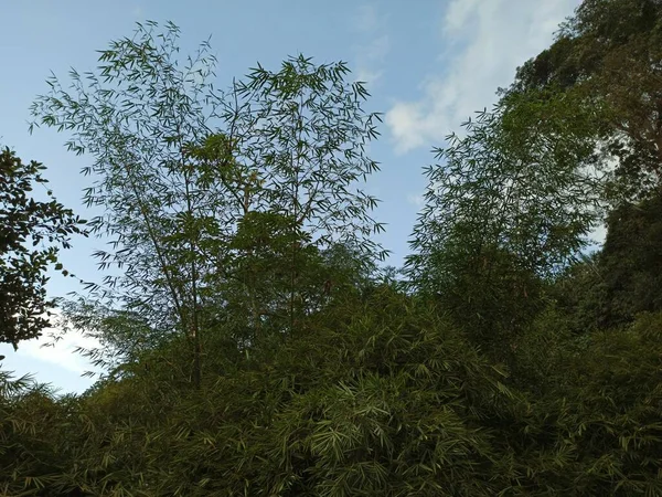 Floresta Tropical Com Bambu Verde Gigante — Fotografia de Stock