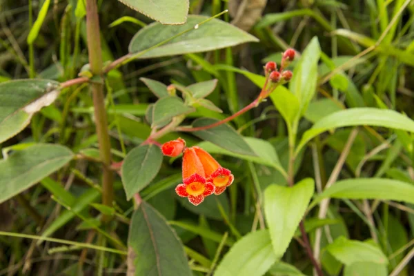 Flores Del Bosque Nuboso Colombia — Foto de Stock