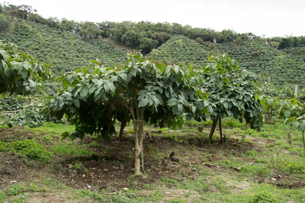 Culture Fruits Verts Dans Les Montagnes Colombie — Photo