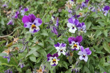 Orta Kolombiya dağlarının salgın bitki örtüsü