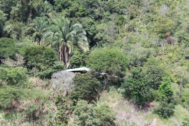 Kolombiya 'daki tropik kuru ormanın ortasında palmiye ağacı.