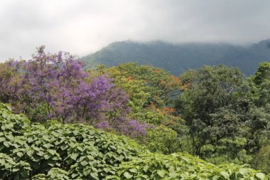 Gökyüzü ve dağların aksine büyüleyici renklerde çiçek açan ağaçlar.
