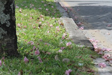 Gökyüzü ve dağların aksine büyüleyici renklerde çiçek açan ağaçlar.
