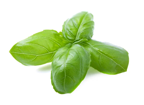 Fresh basil leaves. — Stock Photo, Image