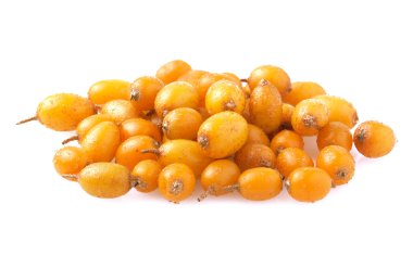 deniz dikenleri beyazda izole edilmiş 