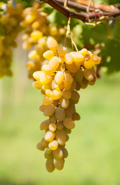 Bunch of ripe grapes — Stock Photo, Image