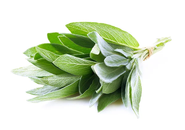 Planta de salvia sobre un blanco . — Foto de Stock