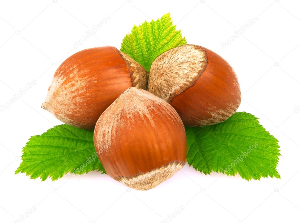 Hazelnuts with leaves.