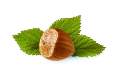 Bir beyaz yaprakları ile fındık.