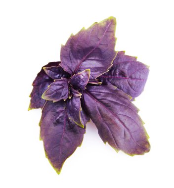 Beyaz arkaplanda kırmızı fesleğen yaprakları.