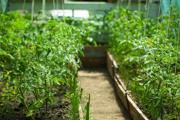 Greenhouses with young tomato — Stock Photo, Image