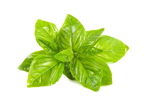 Sprig of basil. — Stock Photo, Image