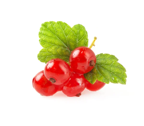 Piros ribizli berry ága. — Stock Fotó