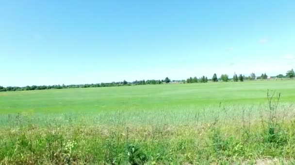 Voo lento sobre o campo verde perto da floresta em 4K — Vídeo de Stock